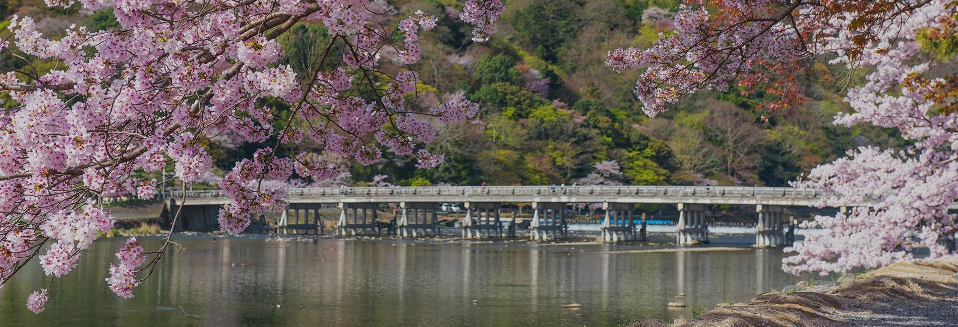 【京都奈良日帰りツアー】京都嵐山、金閣寺、奈良公園（関西発）